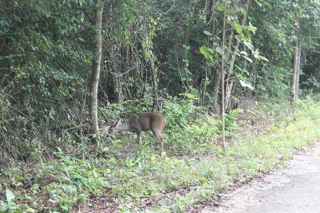 Campamento Yaax Che en Calakmul Conhuas Exterior foto